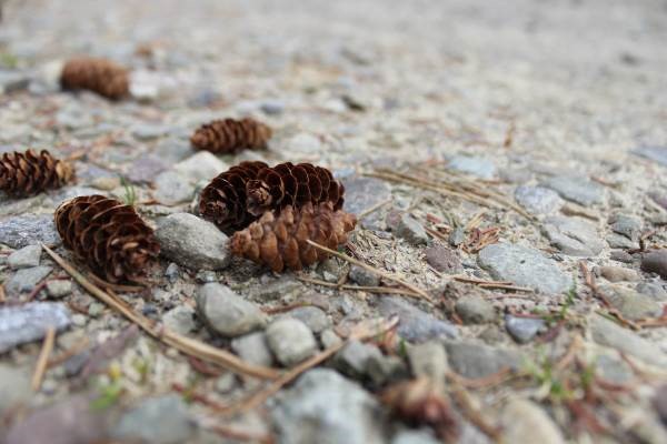 pinecone fallen