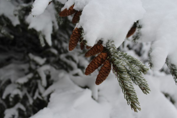 tree snow winter